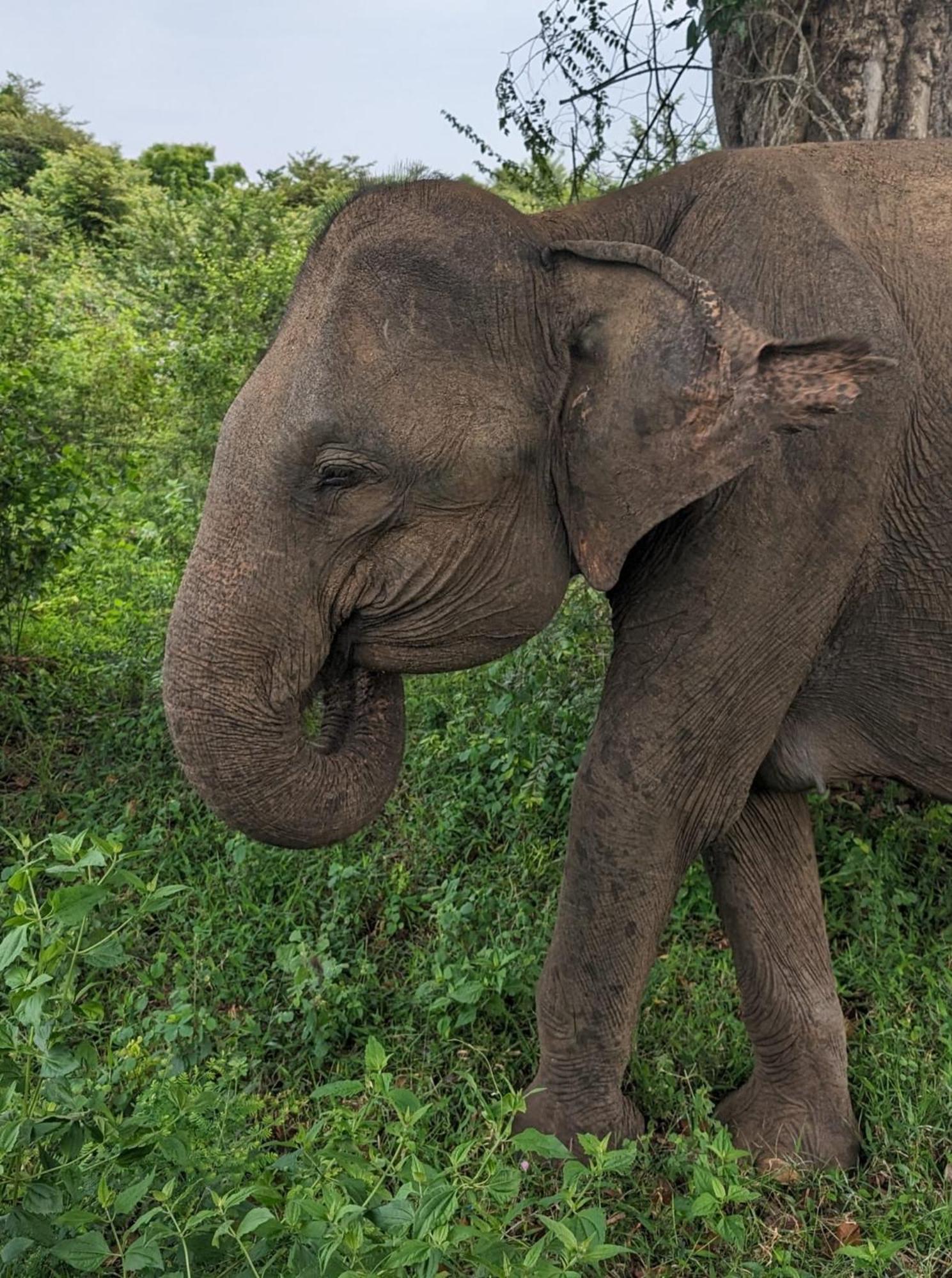 Viveka Inn Guest And Yala Safari Tissamaharama Zewnętrze zdjęcie