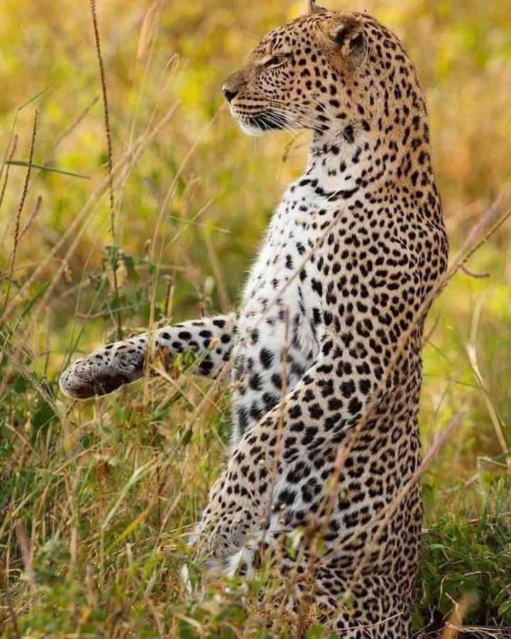 Viveka Inn Guest And Yala Safari Tissamaharama Zewnętrze zdjęcie