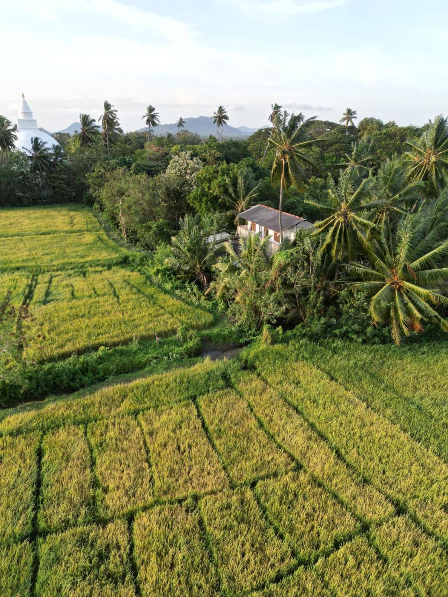 Viveka Inn Guest And Yala Safari Tissamaharama Zewnętrze zdjęcie