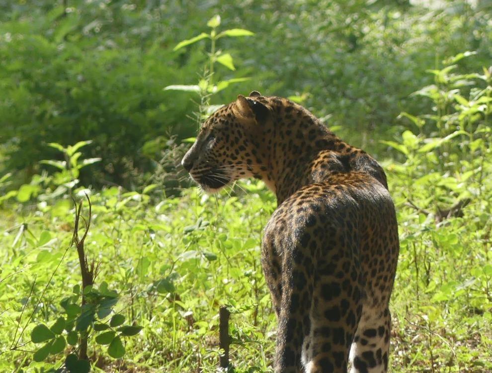 Viveka Inn Guest And Yala Safari Tissamaharama Zewnętrze zdjęcie