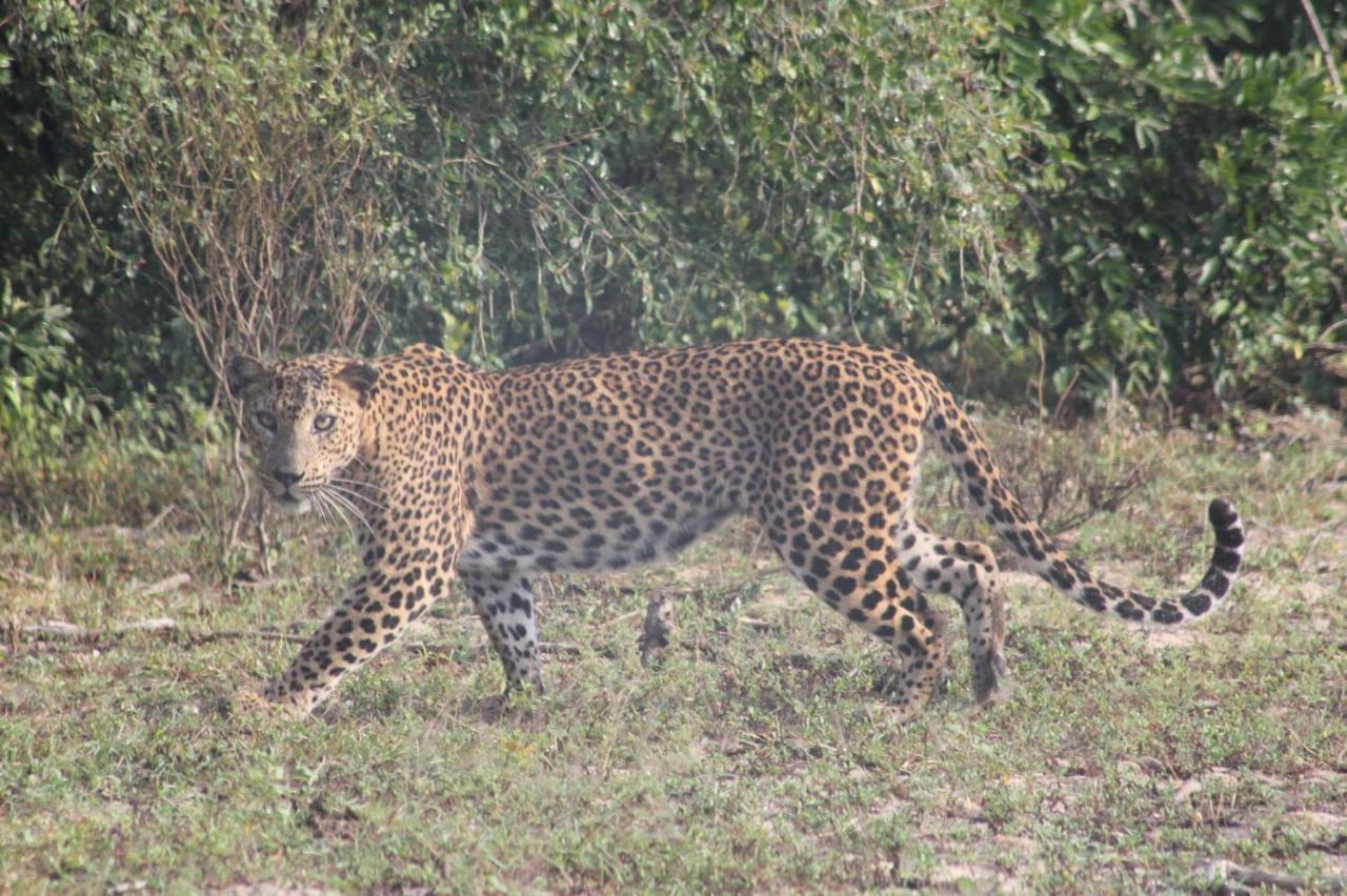 Viveka Inn Guest And Yala Safari Tissamaharama Zewnętrze zdjęcie