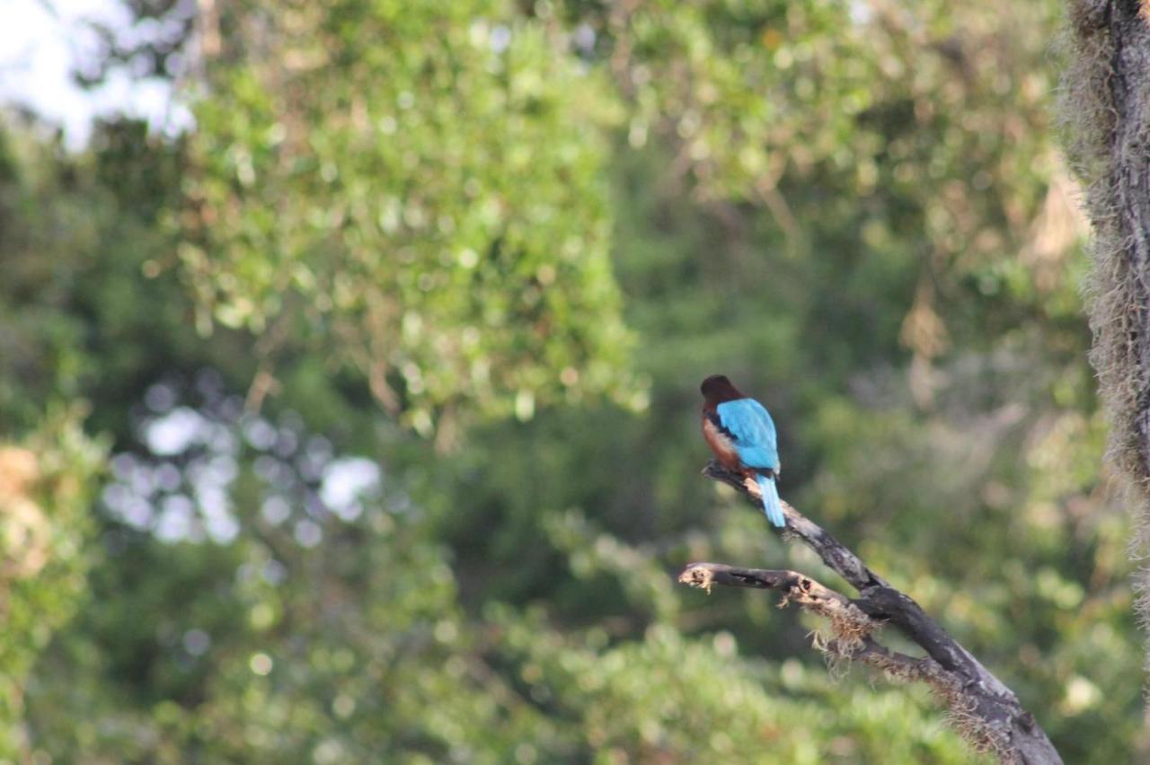 Viveka Inn Guest And Yala Safari Tissamaharama Zewnętrze zdjęcie