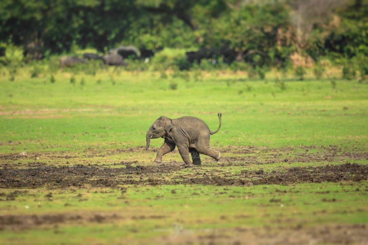 Viveka Inn Guest And Yala Safari Tissamaharama Zewnętrze zdjęcie